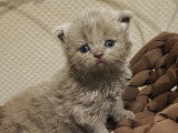 Chaton mâle Highland Fold black et lilas smoke avec pedigree à vendre
