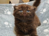 Chaton mâle Highland Fold chocolat avec pedigree à vendre