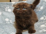 Chaton mâle Highland Fold chocolat avec pedigree à vendre