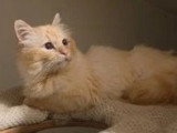 1 femelle Sacré de Birmanie adulte de février 2021 à vendre LOOF