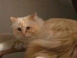 1 femelle Sacré de Birmanie adulte de février 2021 à vendre LOOF
