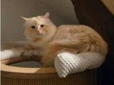 1 femelle Sacré de Birmanie adulte de février 2021 à vendre LOOF