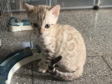 Chaton Bengal mâle snow mink LOOF à vendre de mars 2026