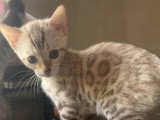 Chaton Bengal mâle snow mink LOOF à vendre de mars 2026