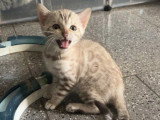 Chaton Bengal mâle snow mink LOOF à vendre de mars 2026