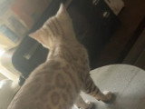 Chaton Bengal mâle snow mink LOOF à vendre de mars 2026