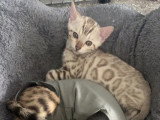 Chaton Bengal mâle snow mink LOOF à vendre de mars 2026