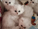 4 chatons Persan Silver Shaded non LOOF de mars 2026 à réserver