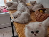 4 chatons Persan Silver Shaded non LOOF de mars 2026 à réserver