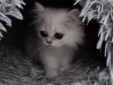 4 chatons Persan Silver Shaded non LOOF de mars 2026 à réserver