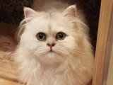 4 chatons Persan Silver Shaded non LOOF de mars 2026 à réserver