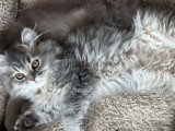 Chatonne de type British Longhair à vendre
