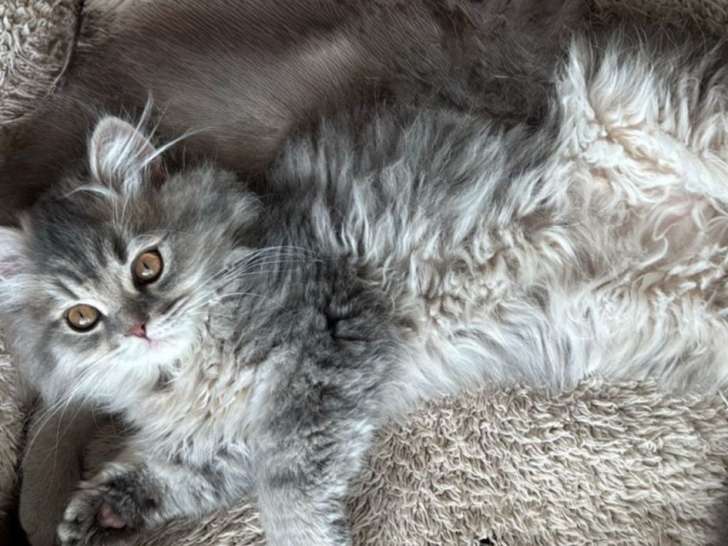 Chatonne de type British Longhair à vendre
