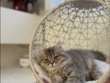 Chatonne de type British Longhair à vendre