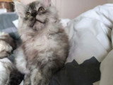 Chaton Maine Coon black smoke de mars 2026 LOOF à vendre