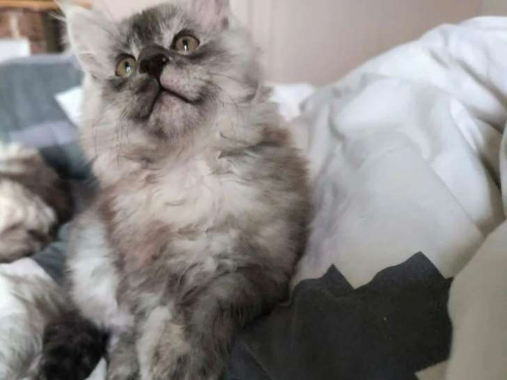 Chaton Maine Coon black smoke de mars 2026 LOOF à vendre