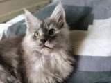 Chaton Maine Coon black smoke de mars 2026 LOOF à vendre