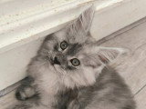 Chaton Maine Coon black smoke de mars 2026 LOOF à vendre
