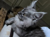 Chaton Maine Coon black smoke de mars 2026 LOOF à vendre