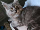 Chaton Maine Coon black smoke de mars 2026 LOOF à vendre