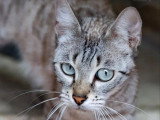Chatte Bengal LOOF de 2019 en vente