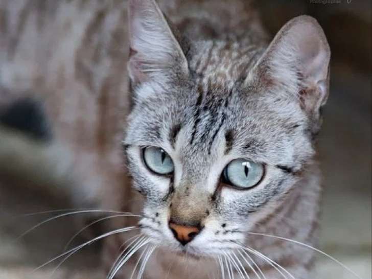 Chatte Bengal LOOF de 2019 en vente