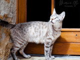 Chatte Bengal LOOF de 2019 en vente