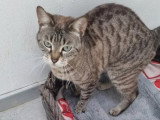 Chatte Bengal LOOF de 2019 en vente