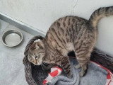 Chatte Bengal LOOF de 2019 en vente