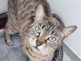 Chatte Bengal LOOF de 2019 en vente