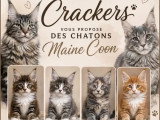 Portée Maine Coon 4 chatons LOOF d'avril 2026 à réserver