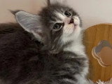Portée Maine Coon 4 chatons LOOF d'avril 2026 à réserver