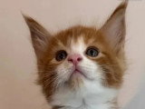 Portée Maine Coon 4 chatons LOOF d'avril 2026 à réserver