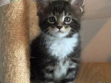 Portée Maine Coon 4 chatons LOOF d'avril 2026 à réserver