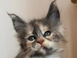 Portée Maine Coon 4 chatons LOOF d'avril 2026 à réserver