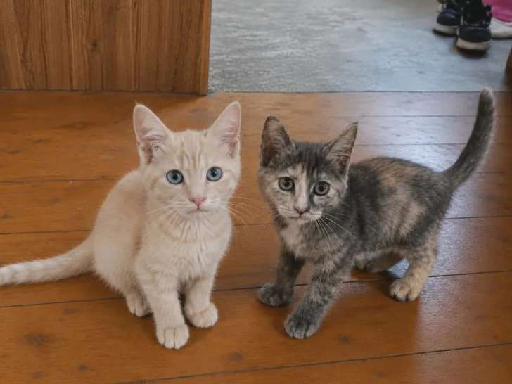 Portée Maine Coon non LOOF de 5 chatons nés avril 2026 à vendre