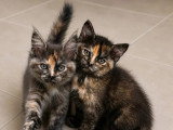 Portée Maine Coon non LOOF de 5 chatons nés avril 2026 à vendre