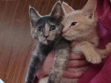 Portée Maine Coon non LOOF de 5 chatons nés avril 2026 à vendre