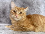 2 chatons Munchkin mâles non LOOF d'octobre à vendre
