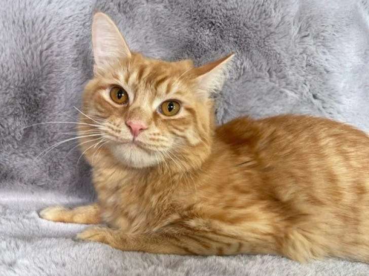 2 chatons Munchkin mâles non LOOF d'octobre à vendre