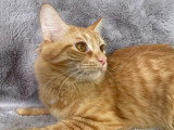 2 chatons Munchkin mâles non LOOF d'octobre à vendre