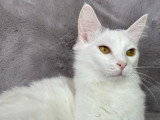 2 chatons Munchkin mâles non LOOF d'octobre à vendre