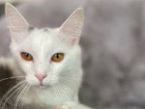 2 chatons Munchkin mâles non LOOF d'octobre à vendre