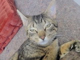 Harry, jeune chat mâle né en 2025 à adopter en association