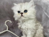 3 chatons Persan chinchilla black silver shaded LOOF nés avril 2026 à vendre