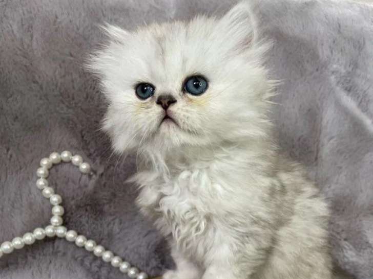3 chatons Persan chinchilla black silver shaded LOOF nés avril 2026 à vendre