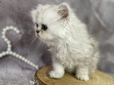 3 chatons Persan chinchilla black silver shaded LOOF nés avril 2026 à vendre