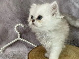 3 chatons Persan chinchilla black silver shaded LOOF nés avril 2026 à vendre