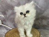 3 chatons Persan chinchilla black silver shaded LOOF nés avril 2026 à vendre