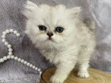 3 chatons Persan chinchilla black silver shaded LOOF nés avril 2026 à vendre
